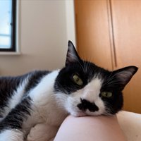 眠っている飼い主の腕に顔を乗せる白黒猫