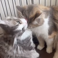 ママ猫の頭をグルーミングする子猫