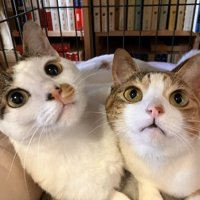 2匹の三毛猫のアップ
