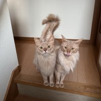 しっぽを揃えて立ちふさがる2匹のソマリ