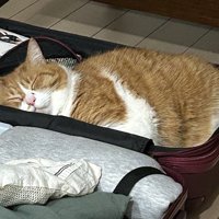 スーツケースの中で眠る茶白猫