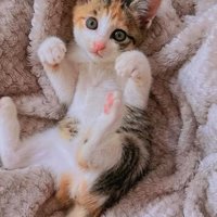 毛布の上で寝転がる子猫