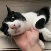 カメラ目線の猫
