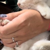 爪切り中の子猫