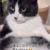 キャットタワーの上であおむけで寝ている猫