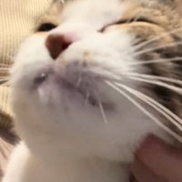 よだれを垂らす猫