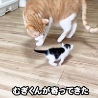 部屋を歩く子猫と先住猫