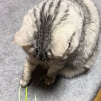下を向いて右前足で猫じゃらしに触れている猫