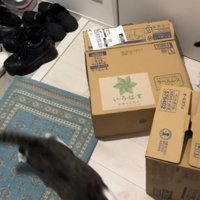ダンボールの中から出て部屋の奥へ逃げていくキジ白猫