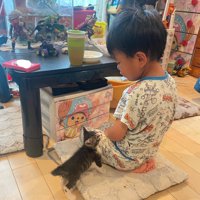 男の子に近づく子猫