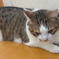 目を細め伏せる猫