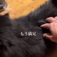 立ち去る猫