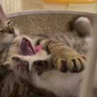 あくびをする子猫