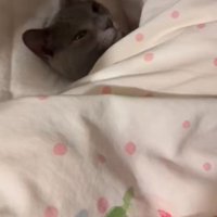 布団の端から顔だけ出している猫