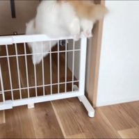 部屋の仕切りの柵を飛び越える猫
