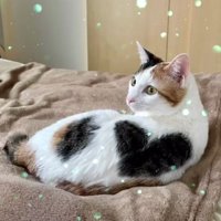 毛布の上で寝転がる猫