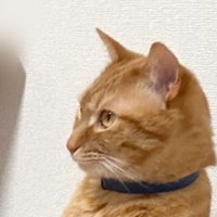 椅子の上にいた猫