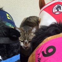 猫と馬のぬいぐるみ