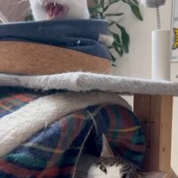 威嚇する上段の猫