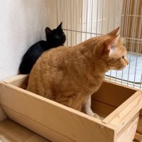 茶トラ猫さん（手前）と黒猫さん（奥）