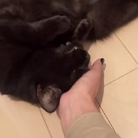 飼い主に頭を撫でられる黒猫