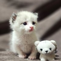 座っている子猫