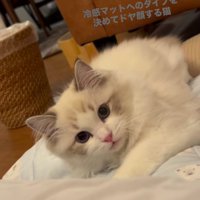 飼い主を見つめる猫