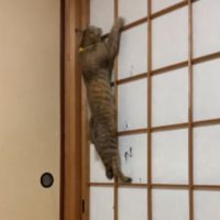 猫と障子
