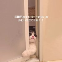 バスルームに入ろうとするトトロちゃん