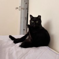 室内にいる猫
