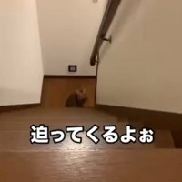 階下にいる猫