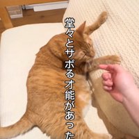 くつろぐ猫