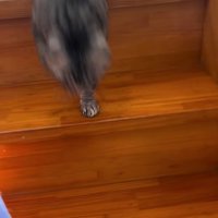 階段を降りる猫