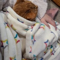 ブランケットを被る猫