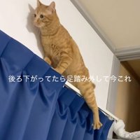 足を踏み外す猫