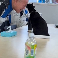 おでこを噛もうとする黒猫2