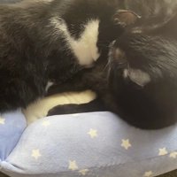 黒猫のお腹に顔を乗せて眠るハチワレ猫