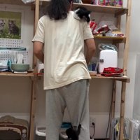 人間に登る子猫たち