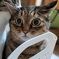 困った表情の猫