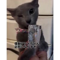 おやつを食べている猫