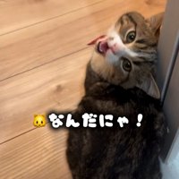 振り向いて鳴く猫