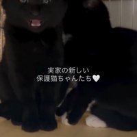 投稿者に向かって鳴き声をあげる黒い子猫