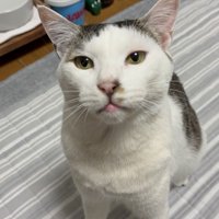 見上げる猫