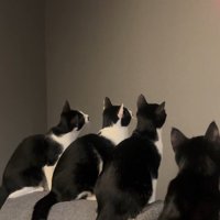 壁を見ている4匹の猫