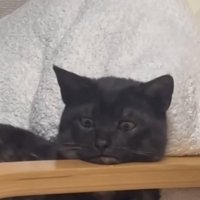 くつろぐジジちゃん