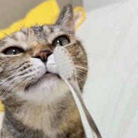 歯ブラシの匂いを嗅ぐ猫