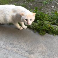 耳を倒している猫