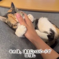 甘えている子猫