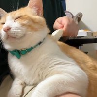 膝の上に乗っている猫