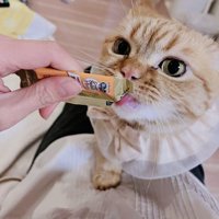 ママに猫用おやつをもらうミックス猫